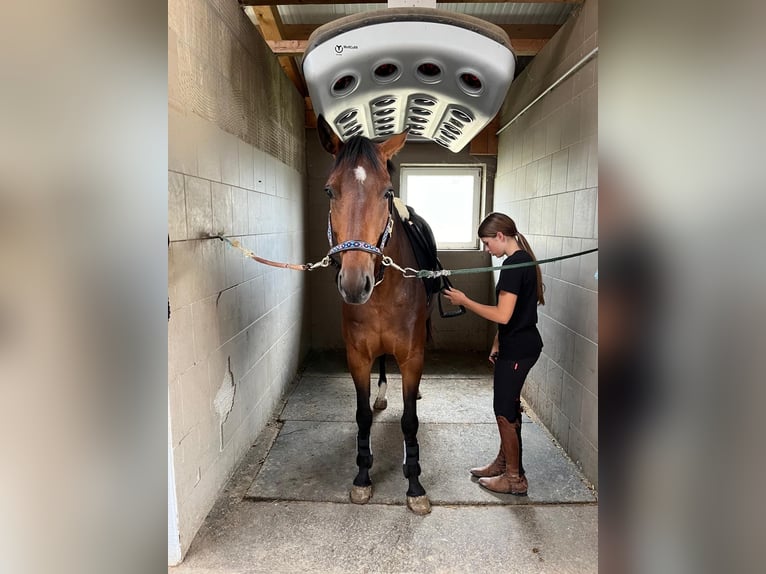 Zangersheide Merrie 6 Jaar 165 cm Bruin in Tarcento