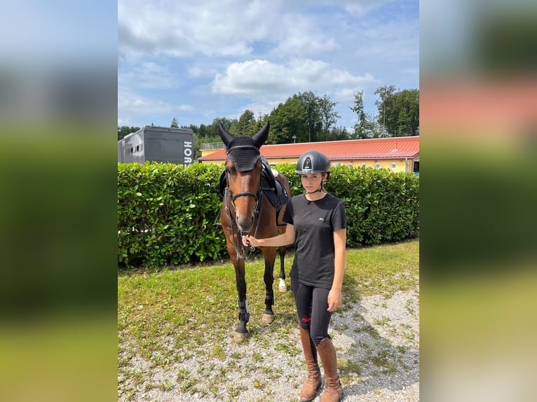 Zangersheide Merrie 6 Jaar 165 cm Bruin in Tarcento