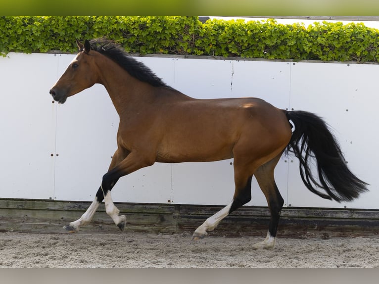 Zangersheide Merrie 6 Jaar 165 cm Bruin in Waddinxveen