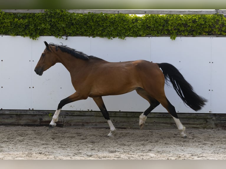 Zangersheide Merrie 6 Jaar 165 cm Bruin in Waddinxveen