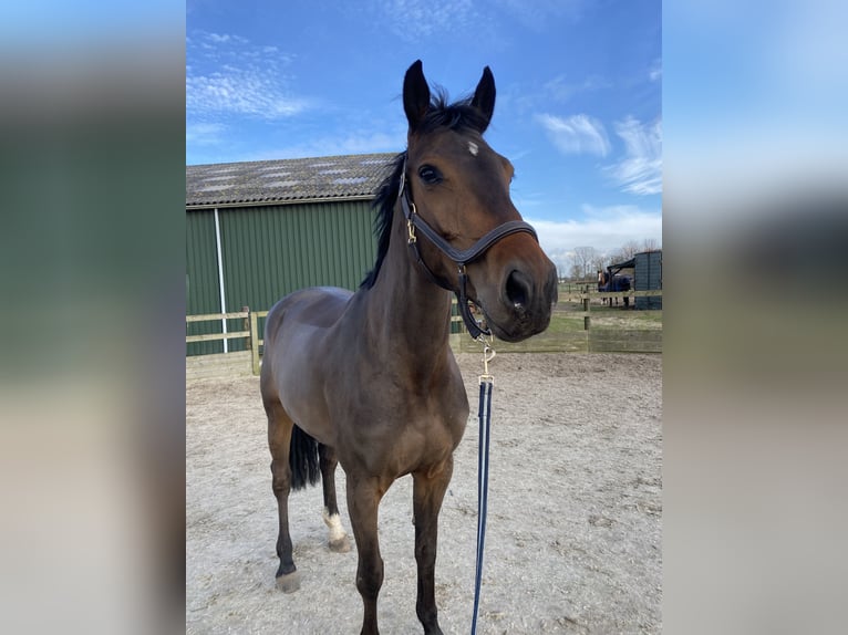 Zangersheide Merrie 6 Jaar 165 cm Donkerbruin in Donderen