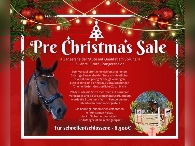 Zangersheide Merrie 6 Jaar 165 cm Donkerbruin in Ratingen