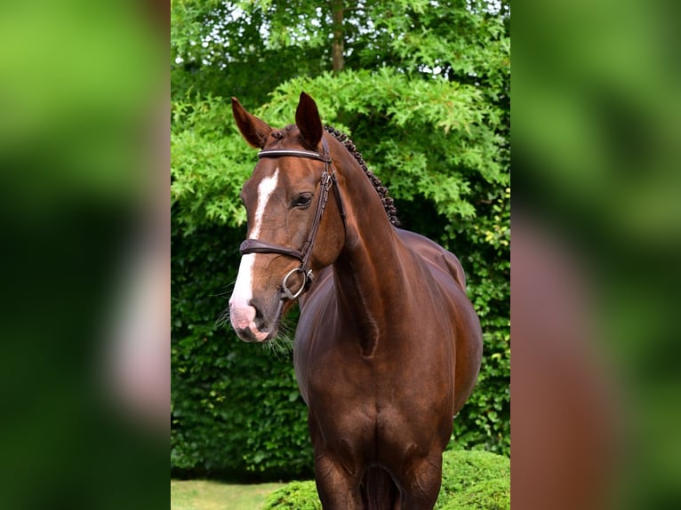 Zangersheide Merrie 6 Jaar 165 cm Donkere-vos in Bladel