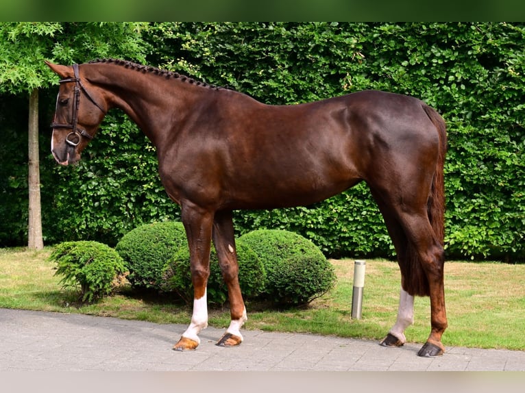 Zangersheide Merrie 6 Jaar 165 cm Donkere-vos in Bladel
