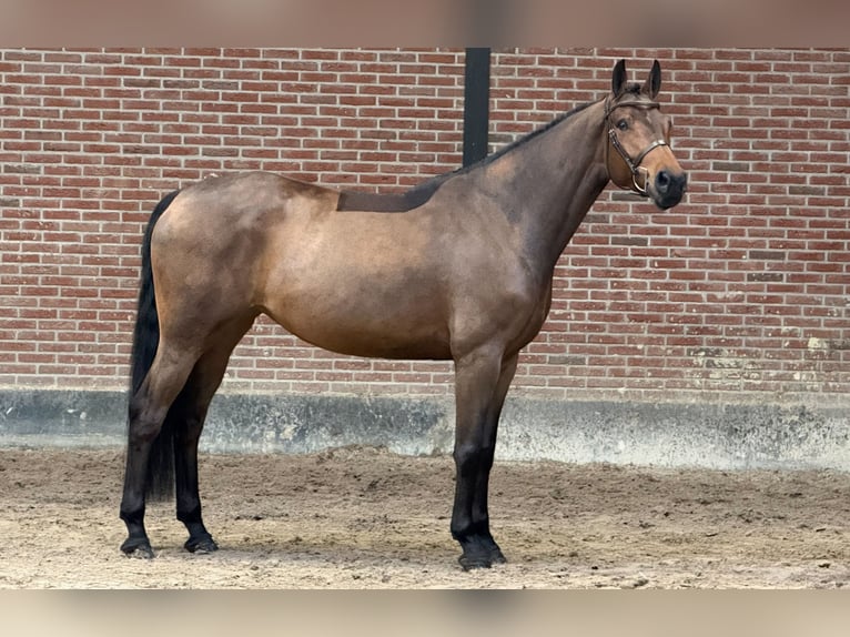 Zangersheide Merrie 6 Jaar 165 cm Roodbruin in Schoonoord