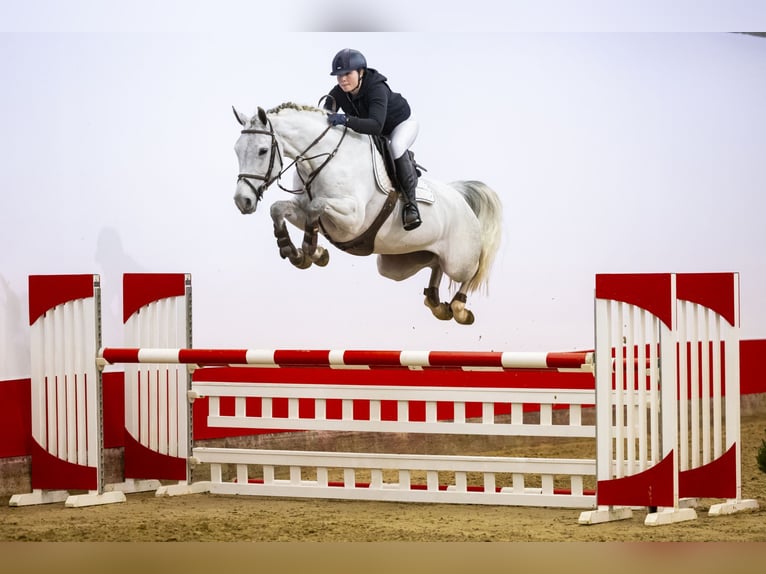 Zangersheide Merrie 6 Jaar 165 cm Schimmel in Waddinxveen