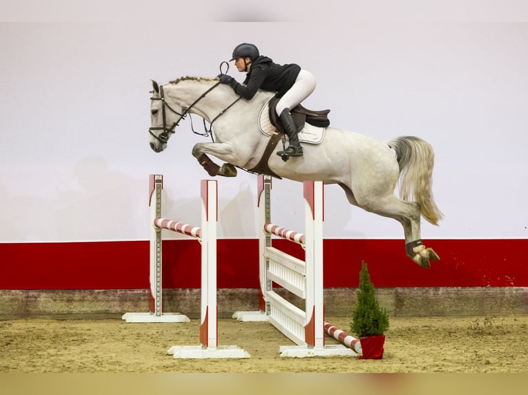 Zangersheide Merrie 6 Jaar 165 cm Schimmel in Waddinxveen