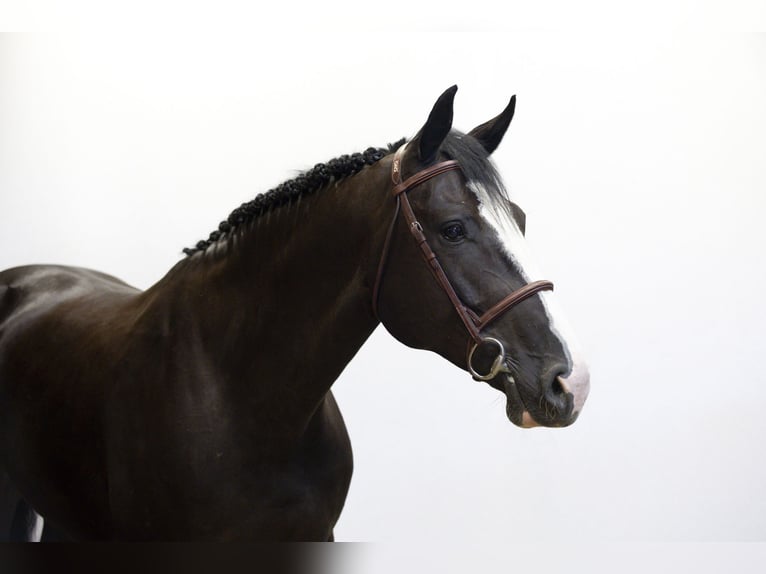 Zangersheide Merrie 6 Jaar 165 cm in Waddinxveen