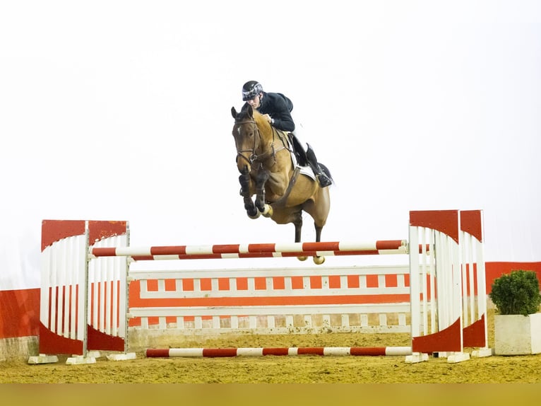 Zangersheide Merrie 6 Jaar 165 cm  in Waddinxveen
