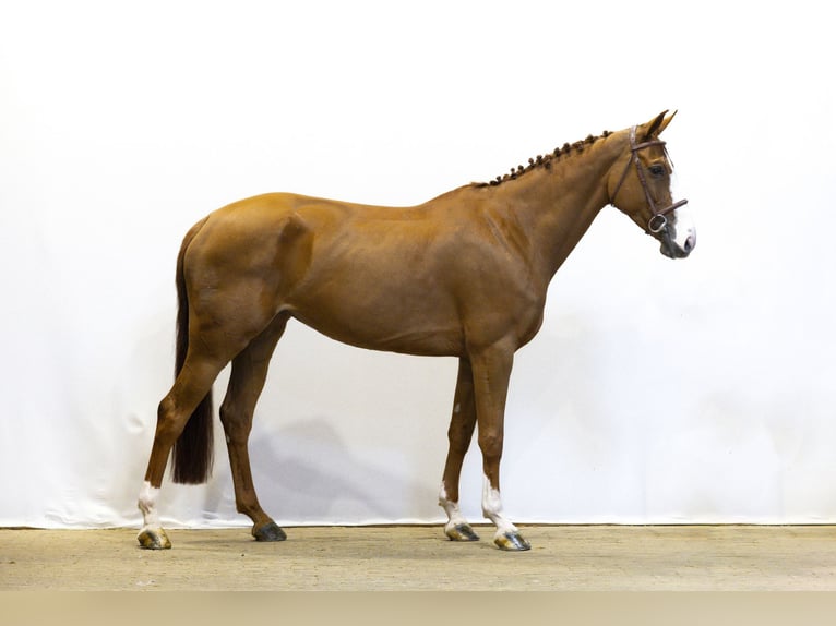 Zangersheide Merrie 6 Jaar 165 cm Vos in Waddinxveen
