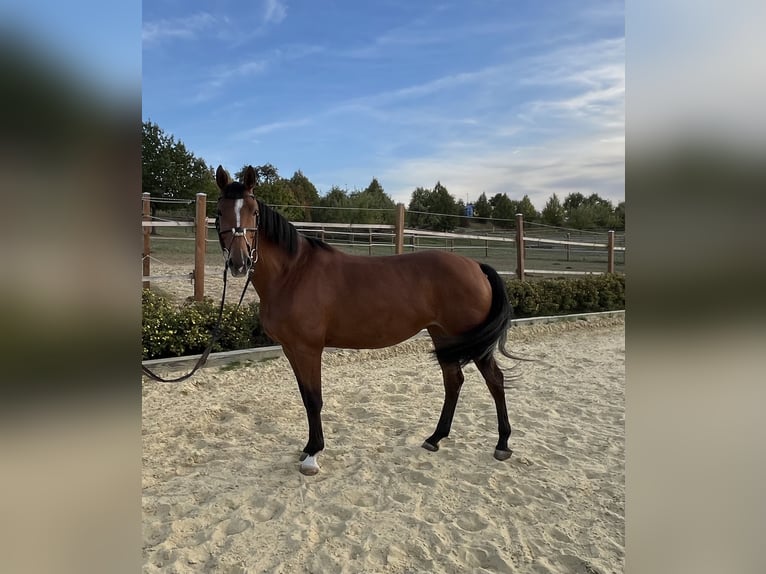 Zangersheide Merrie 6 Jaar 166 cm Bruin in Deckenpfronn