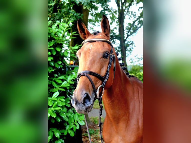 Zangersheide Merrie 6 Jaar 166 cm Bruin in Meppen