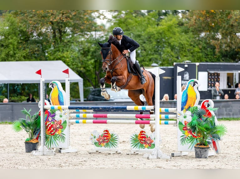 Zangersheide Merrie 6 Jaar 166 cm Bruin in Mszana Górna