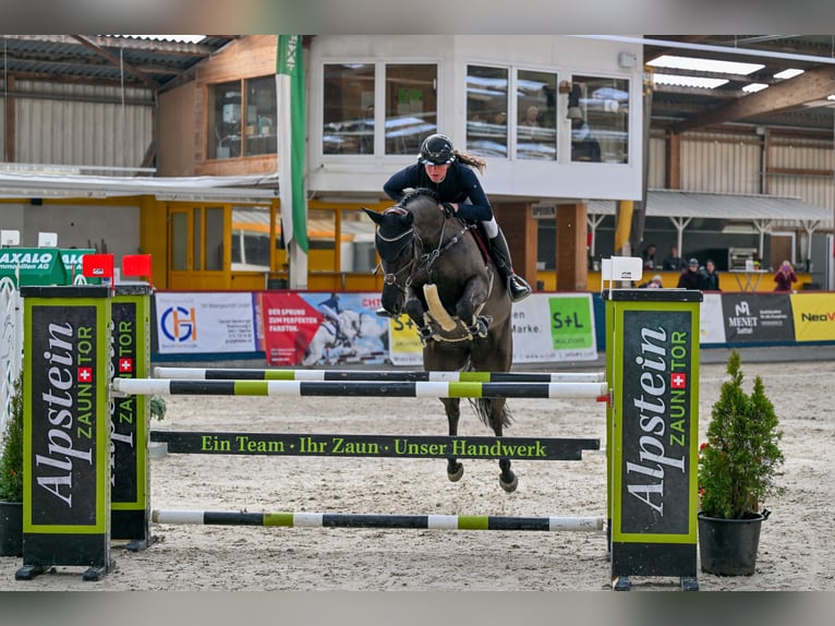 Zangersheide Merrie 6 Jaar 166 cm Zwart in Schlins