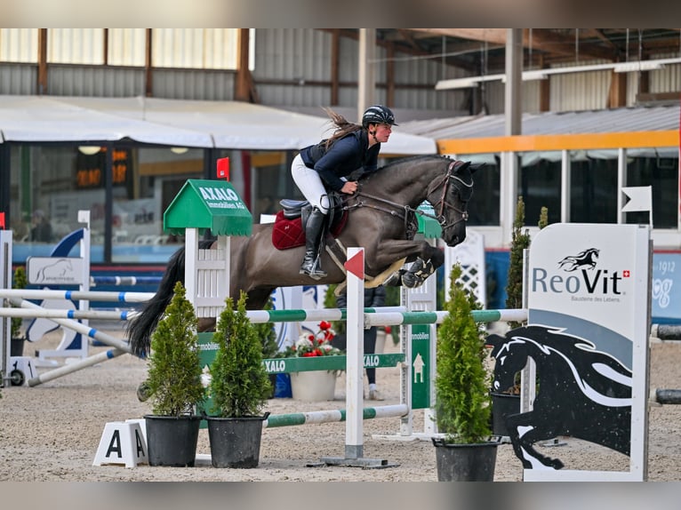 Zangersheide Merrie 6 Jaar 166 cm Zwart in Schlins