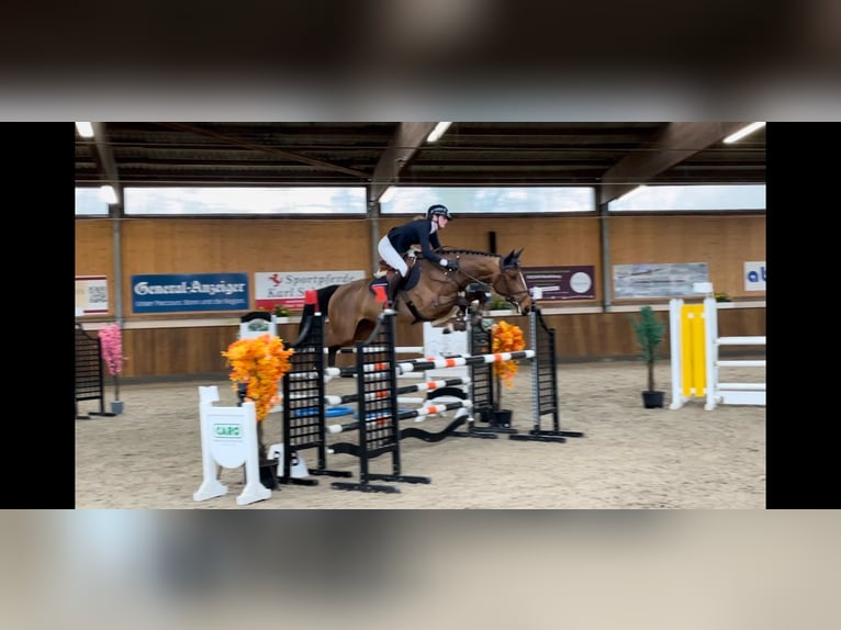 Zangersheide Merrie 6 Jaar 167 cm Bruin in K&#xF6;ln