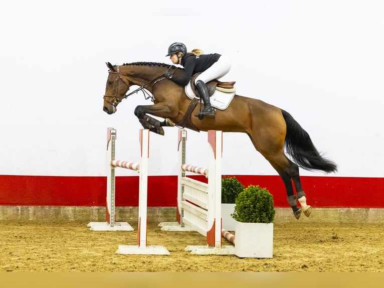 Zangersheide Merrie 6 Jaar 167 cm Bruin in Waddinxveen