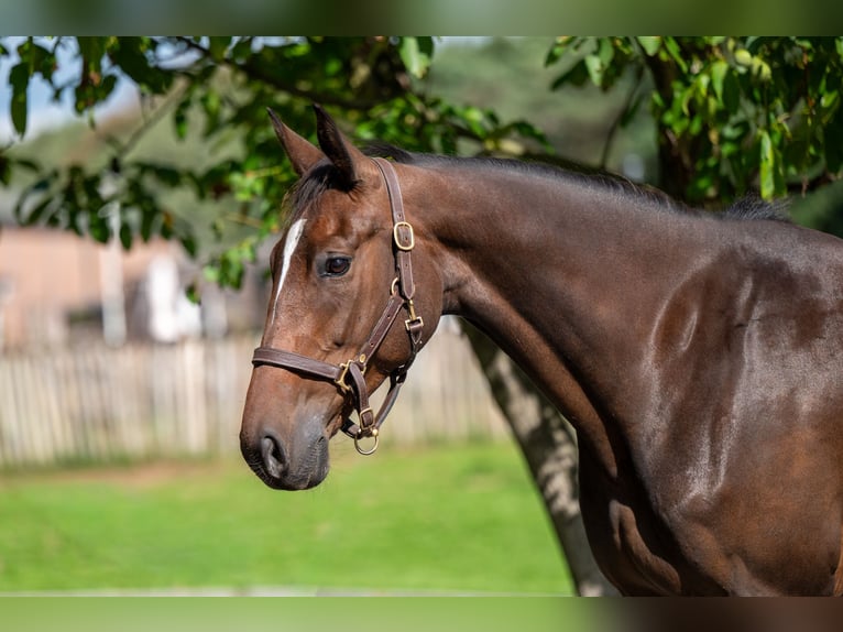 Zangersheide Merrie 6 Jaar 167 cm Donkerbruin in GROTE-BROGEL
