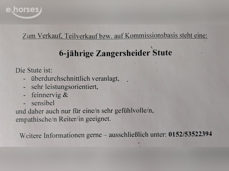 Zangersheide Merrie 6 Jaar 167 cm Donkerbruin in Pfaffenhausen