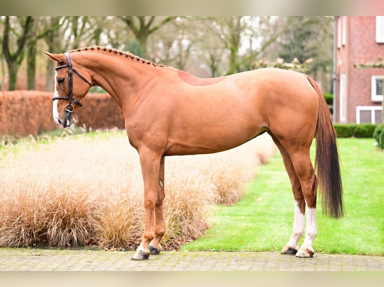 Zangersheide Merrie 6 Jaar 167 cm Vos in Bladel