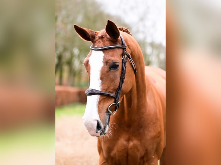 Zangersheide Merrie 6 Jaar 167 cm Vos in Bladel