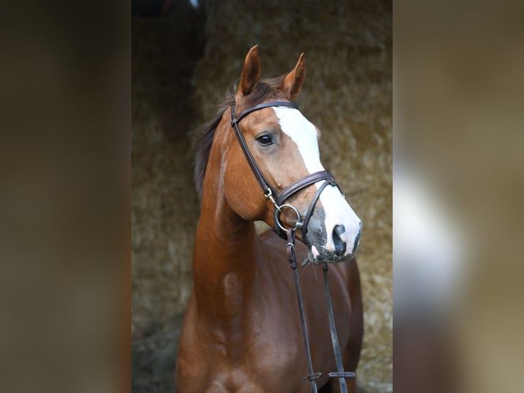 Zangersheide Merrie 6 Jaar 167 cm Vos in Geilenkirchen