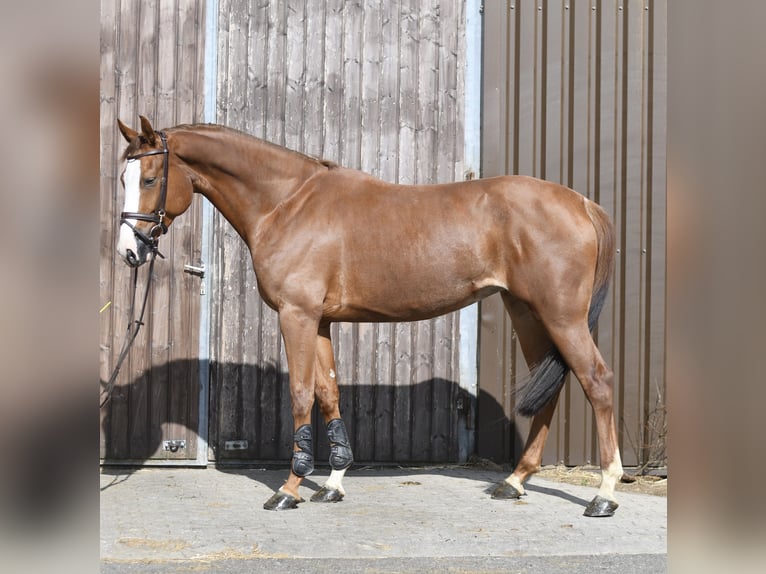 Zangersheide Merrie 6 Jaar 167 cm Vos in Geilenkirchen