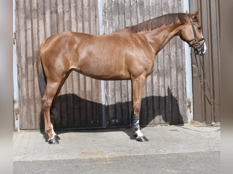 Zangersheide Merrie 6 Jaar 167 cm Vos in Geilenkirchen