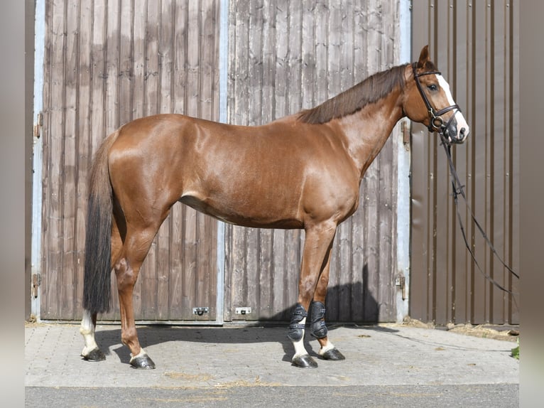 Zangersheide Merrie 6 Jaar 167 cm Vos in Geilenkirchen