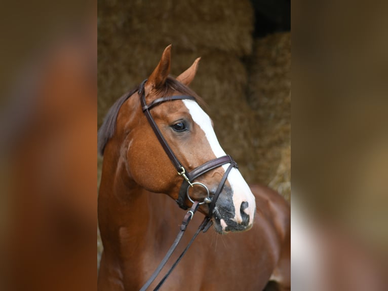 Zangersheide Merrie 6 Jaar 167 cm Vos in Geilenkirchen