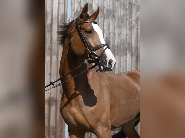 Zangersheide Merrie 6 Jaar 167 cm Vos in Geilenkirchen