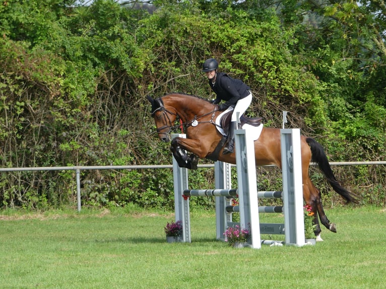 Zangersheide Merrie 6 Jaar 168 cm Bruin in Xanten
