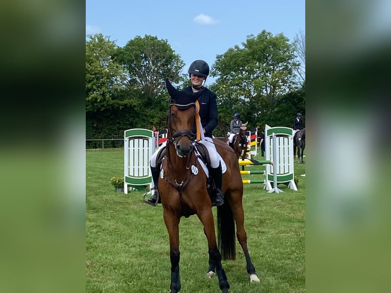 Zangersheide Merrie 6 Jaar 168 cm Bruin in Xanten