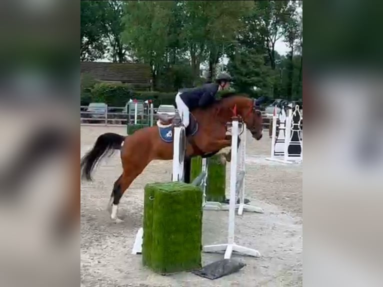 Zangersheide Merrie 6 Jaar 168 cm Donkerbruin in Heusden zolder