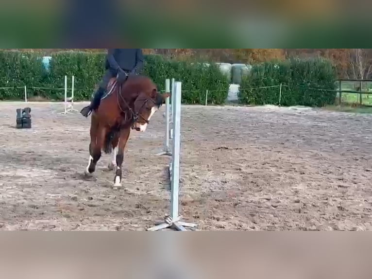 Zangersheide Merrie 6 Jaar 168 cm Donkerbruin in Heusden zolder