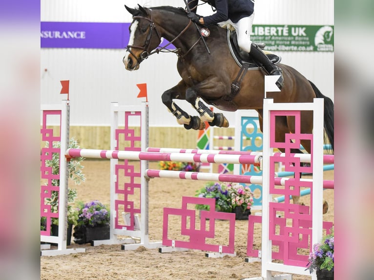 Zangersheide Merrie 6 Jaar 168 cm Donkerbruin in Newbury