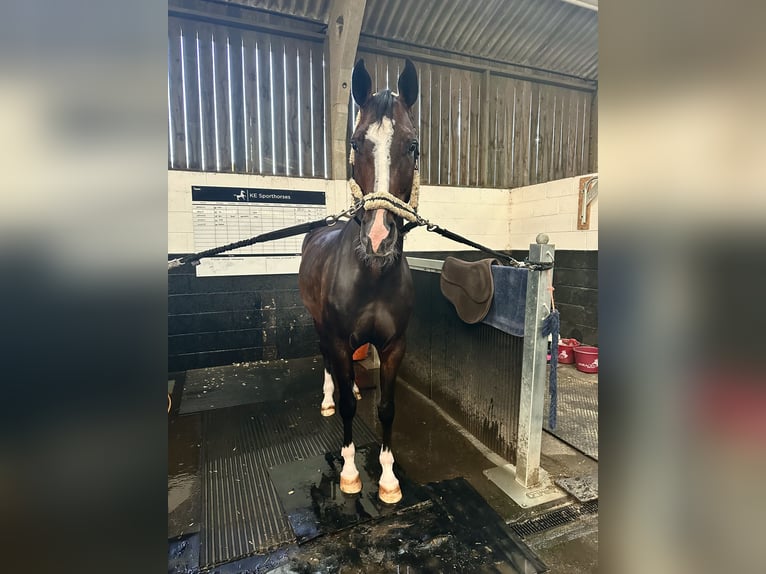 Zangersheide Merrie 6 Jaar 168 cm Donkerbruin in Newbury