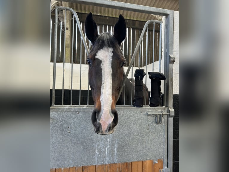 Zangersheide Merrie 6 Jaar 168 cm Donkerbruin in Newbury