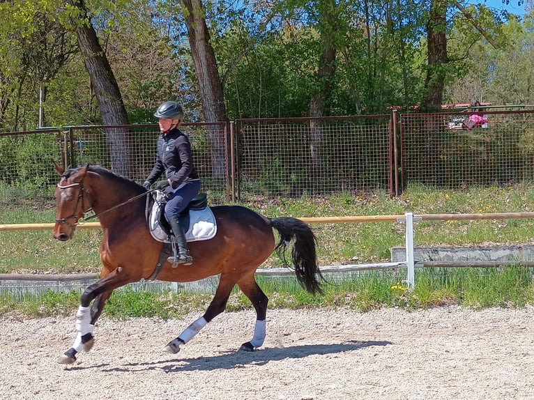 Zangersheide Merrie 6 Jaar 168 cm Roodbruin in Leszno Dolne