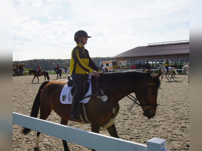 Zangersheide Merrie 6 Jaar 169 cm Bruin in Hohenseeden