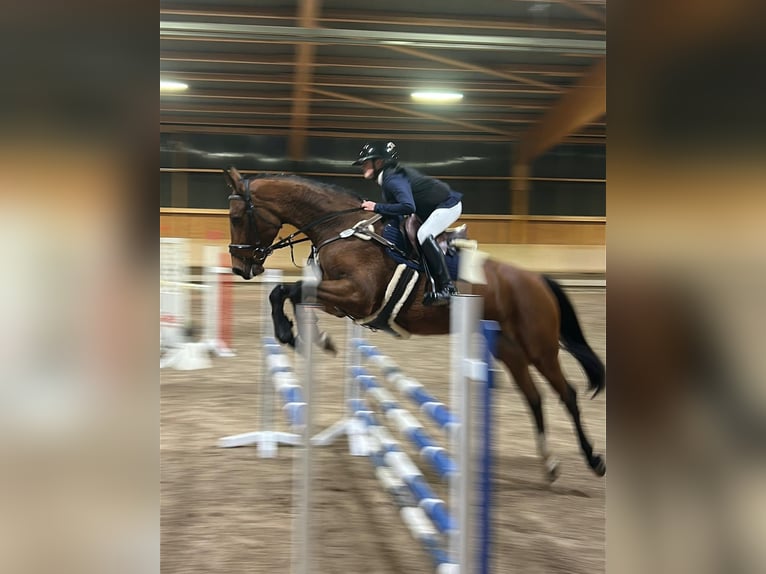 Zangersheide Merrie 6 Jaar 169 cm Bruin in Hohenseeden