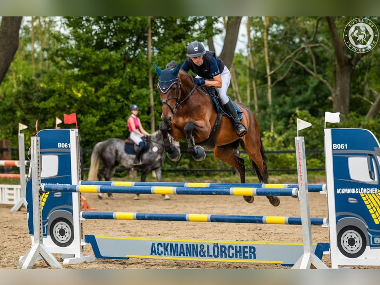 Zangersheide Merrie 6 Jaar 169 cm Bruin in Braunschweig