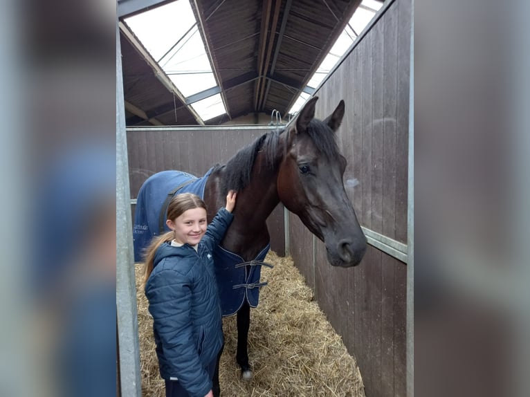 Zangersheide Merrie 6 Jaar 169 cm Bruin in Susteren