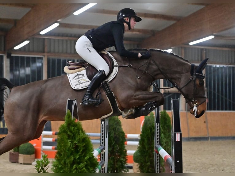 Zangersheide Merrie 6 Jaar 169 cm Donkerbruin in Steinfeld (Oldenburg)