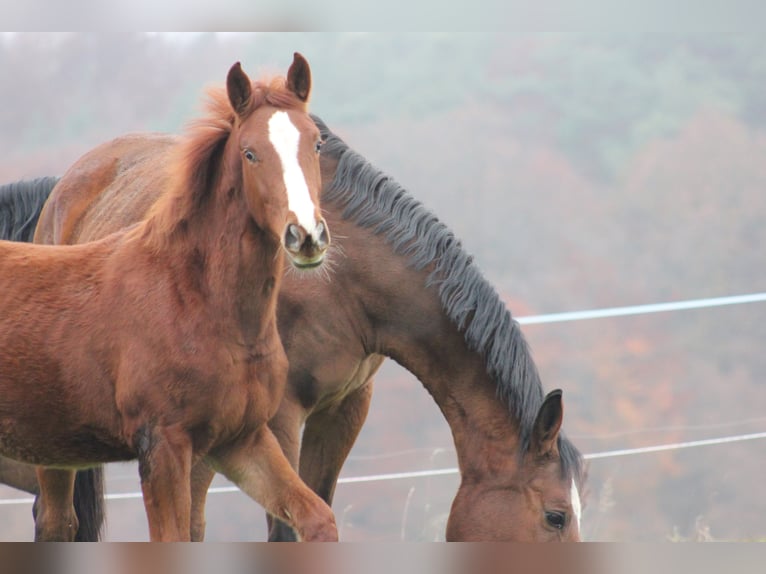 Zangersheide Merrie 6 Jaar 169 cm Vos in Mossautal