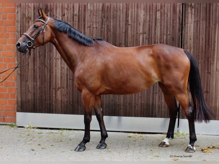 Zangersheide Merrie 6 Jaar 170 cm Donkerbruin in Datteln