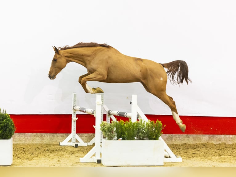 Zangersheide Merrie 6 Jaar 171 cm Vos in Waddinxveen