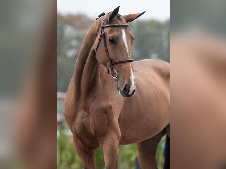 Zangersheide Merrie 6 Jaar 172 cm Bruin in Bladel