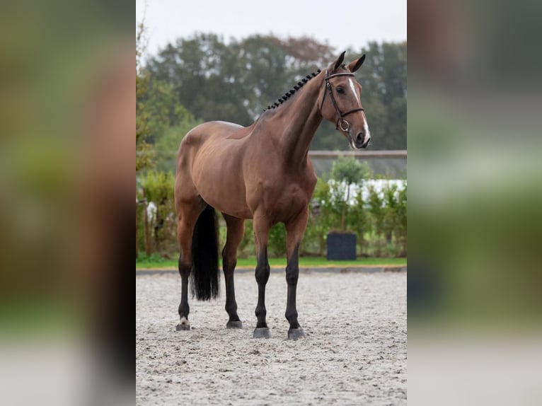 Zangersheide Merrie 6 Jaar 172 cm Bruin in Bladel