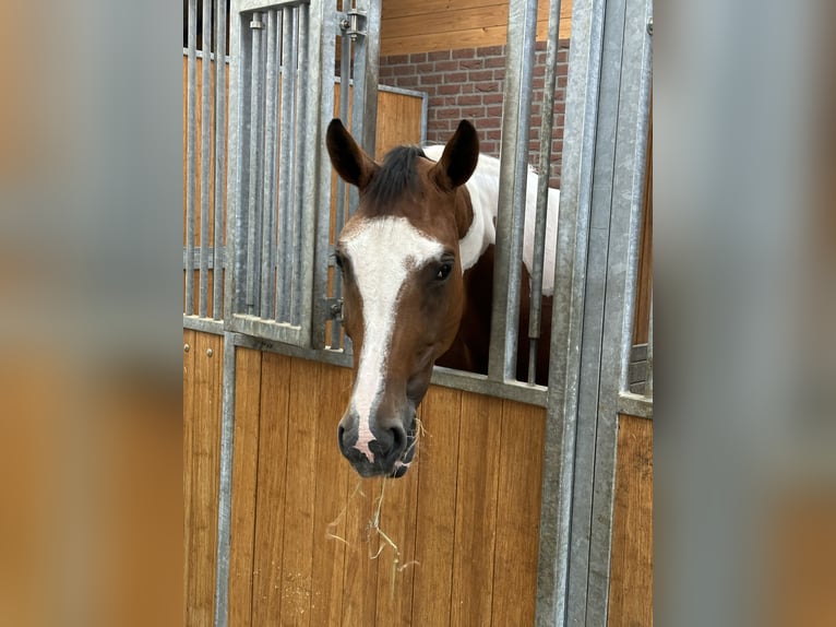 Zangersheide Merrie 6 Jaar 172 cm Gevlekt-paard in Bad Kreuznach